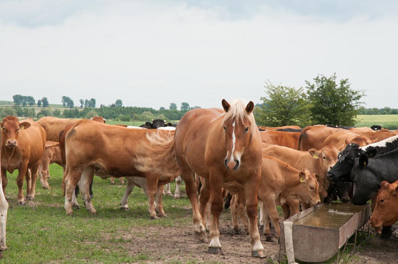Agroturystyka Lolkowo Srokowo Exterior foto